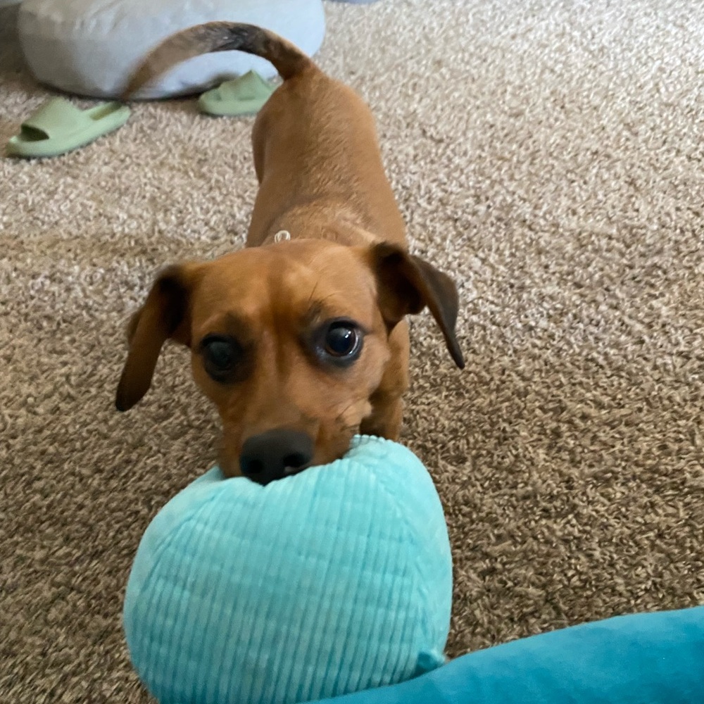 Bundle dog